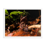 The Malayan Horned Frog