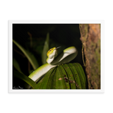 Bornean Keeled Pit Viper (juvenile male)