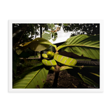 Danger is near - The Bornean Keeled Pit Viper