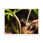 Brown marsh frog