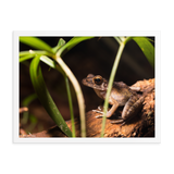 Brown marsh frog