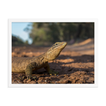 Sand Goanna