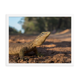 Sand Goanna