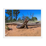 Shingleback Lizard