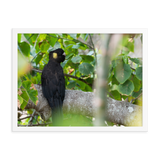 Yellow-tailed Black Cockatoo