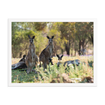 Eastern Grey Kangaroos