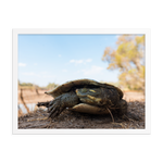 Murray River Turtle