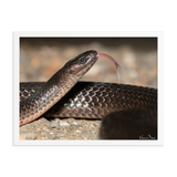 The Eastern Small-eyed Snake