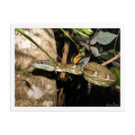 Coastal Carpet Python emerging from the forest