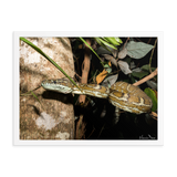 Coastal Carpet Python emerging from the forest