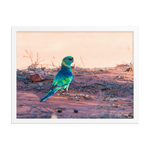 The Australian Ringneck Parrot