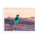 The Australian Ringneck Parrot