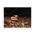 Brown Tree Snake