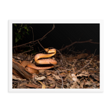 Brown Tree Snake