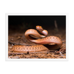 Brown Tree Snake (Juvenile)