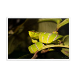 Bornean Keeled Pit Viper (male)