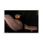 Mangrove Pit-viper