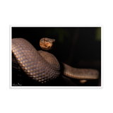 Mangrove Pit-viper