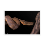 The Mangrove Pit-viper