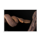 The Mangrove Pit-viper