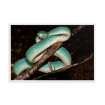 Fully-Grown Blue White-lipped Viper