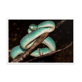 Fully-Grown Blue White-lipped Viper