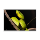 Portrait of White-lipped Viper