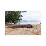 Komodo Dragon