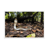 Javan Spitting Cobra