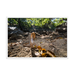 Javan Spitting Cobra (Juvenile)