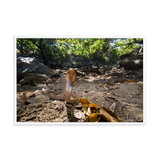 Javan Spitting Cobra (Juvenile)