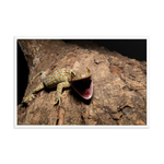 Tokay Gecko