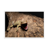 Tokay Gecko