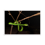 Male White-lipped Viper