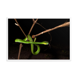 Male White-lipped Viper