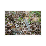 King Cobra (female)