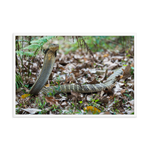 King Cobra (large female)