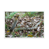 King Cobra (large female)