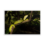 Bornean Keeled Pit Viper (adult female)