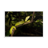 Bornean Keeled Pit Viper (adult female)