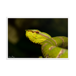 Bornean Keeled Pit Viper (close-up, male)