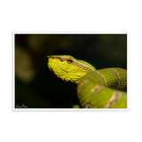 Bornean Keeled Pit Viper (close-up, male)