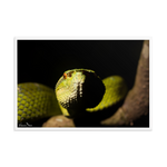 Bornean Keeled Pit Viper (close-up)