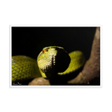 Bornean Keeled Pit Viper (close-up)