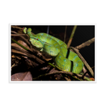 Bornean Keeled Pit Viper