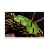 Bornean Keeled Pit Viper