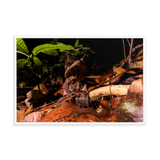 The Malayan Horned Frog