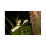 Bornean Keeled Pit Viper (juvenile male)