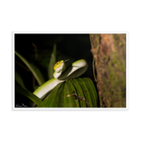 Bornean Keeled Pit Viper (juvenile male)