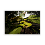 Danger is near - The Bornean Keeled Pit Viper